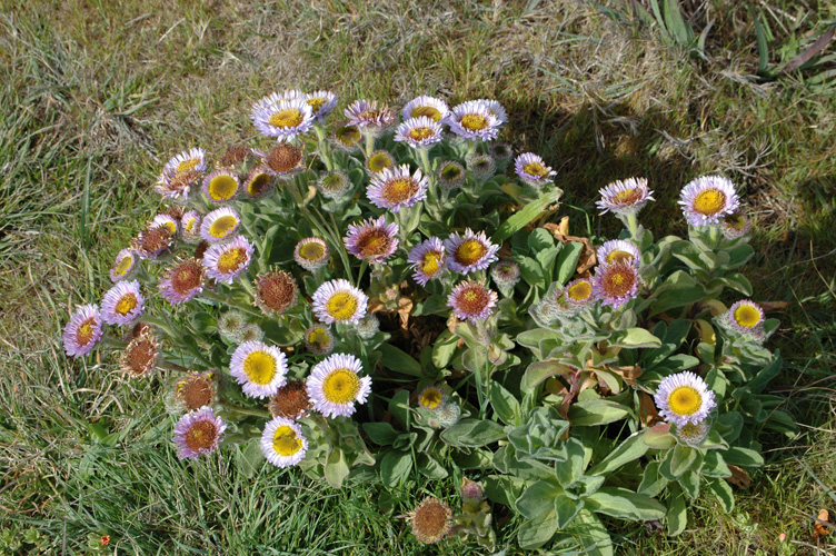 Upper Fiscalini Trail 054.jpg